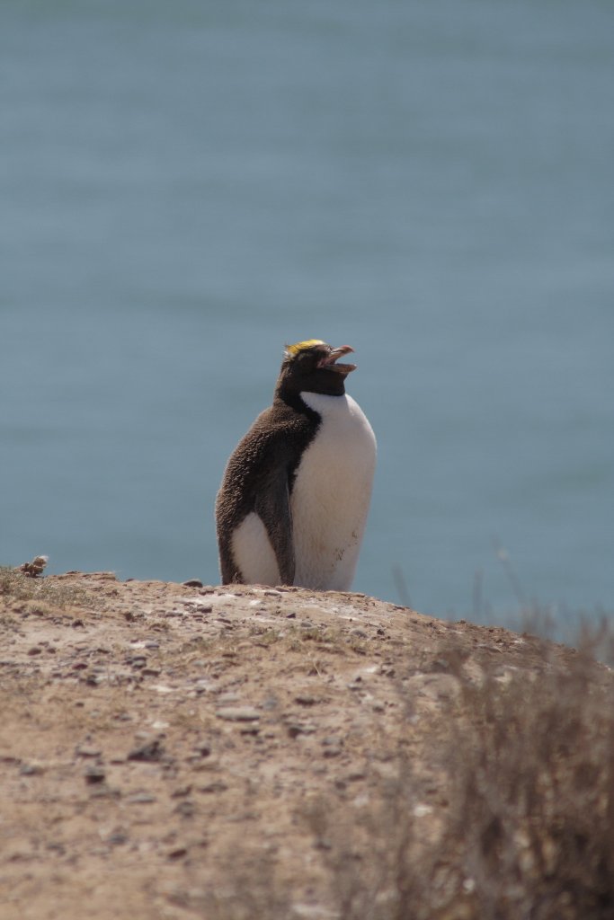 24-Penguin (Eudyptes).jpg - Penguin (Eudyptes)